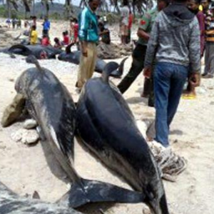 Kasihan, puluhan paus terdampar di pantai probolinggo