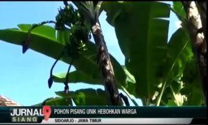 Warga Sidoarjo digegerkan Pisang Unik – Jurnal9