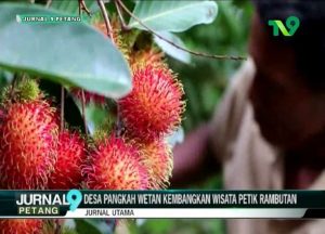 Desa Pangkah Wetan Kembangkan Wisata Petik Rambutan