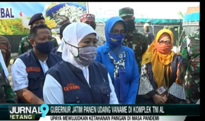 TNI AL Manfaatkan Lahan Untuk Ketahanan Pangan di Masa Pandemi