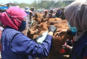 Suplai Hewan Kurban, 15 Ribu Sapi Madura Dikirim ke Banten-Jakarta