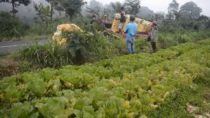 Harga Sayur Murah, Petani Lumajang Tekor Belasan Juta