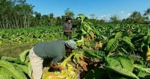 Tak Ada Pembeli, Petani Tembakau Jember Merusak Tanaman Sendiri