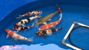 Mau Bisnis Ikan Koi? ini Saatnya. Penjualannya Melonjak di Masa Pandemi. Omzet Capai Ratusan Juta