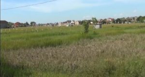 Petani Resah, Tanaman Diserang Hama Tikus