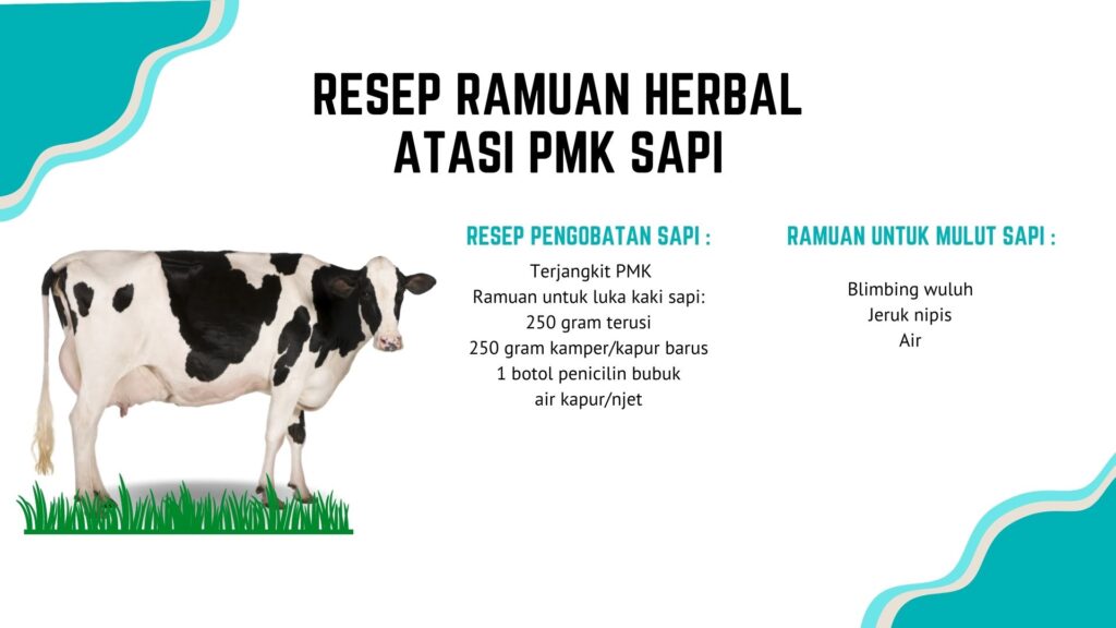 72 Sapi Terjangkit PMK Sembuh dengan Ramuan Herbal, Ini Resepnya