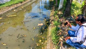 Kekurangan Oksigen dalam Air, Ikan-ikan di Sungai Mantup Mati