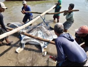 Ikan Pari Raksasa Terdampar di Perairan Laut Utara Lamongan