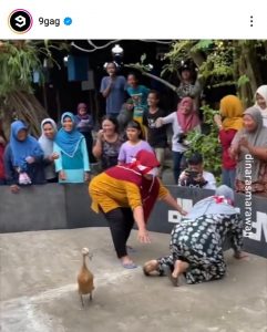 Lomba Emak-Emak Tangkap Bebek Viral di @9Gag, Netizen Dunia Terhibur