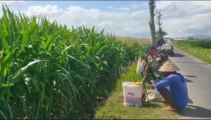 Pupuk Urea Sulit Didapat, Petani : Tanaman Jagung Tumbuh Kerdil