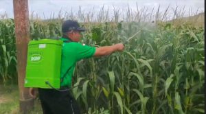 Pupuk Mahal, Petani di Jember Manfaatkan Terasi dan Micin