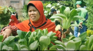 Menjanjikan! Panen Sayur Hidroponik di Lahan Sempit