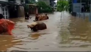 6 Kecamatan di Kabupaten Malang Dikepung Banjir, Ketinggian Capai 2 Meter