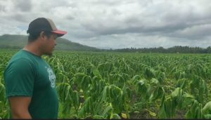 Cuaca Memburuk, Petani Tembakau Merugi