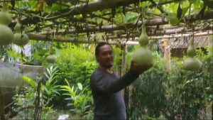Manfaatkan Lahan Kosong, Wrga Jember Budidaya Labu Botol hingga Jadi Peluang Bisnis