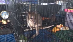 Belum Sempat Selundupkan Satwa Dilindungi Asal Papua, Pelaku Diringkus Polisi