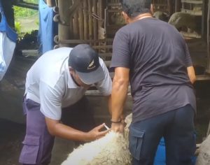 Realisasi 12 Ribu Dosis Vaksin PMK di Jember Selatan
