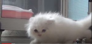 Raup Untung dari Berbisnis Kucing Ras