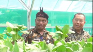 Wujudkan Ketahanan Pangan, Warga Sidoarjo Panen Tanaman Sawi Hidroponik