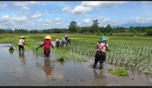 Petani Jember Keluhkan Masalah Solar dan Pupuk di Musim Tanam