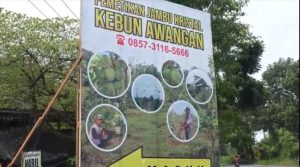 Berkebun Jambu Kristal, Solusi Tingkatkan Perekonomian