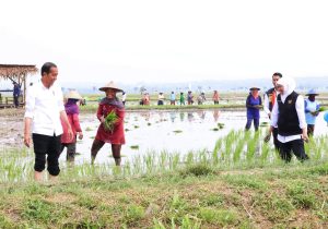 Tanam Padi Bersama Presiden Jokowi di Tuban, Gubernur Khofifah Komitmen Dorong Percepatan Masa Tanam