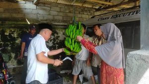 Optimalisasi Lahan, Deni Prasetya Bersama Warga Panen Pisang Cavendish