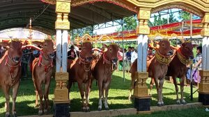 Uniknya Sapi Sonok, Kebudayaan Madura Pemersatu Keberagaman