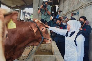 Blusukan ke Kandang Ternak di Lamongan, Gubernur Khofifah Pastikan Hewan Kurban Jatim Sehat dan Tervaksin PMK dan LSD