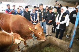 Jatim Sambut Idul Adha: Surplus Hewan Kurban, RPH dan Juleha Cukup
