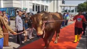 Sapi Jokowi Jenis Limosin Berbobot 1,15 Ton Tiba di Masjid Al Akbar Surabaya 