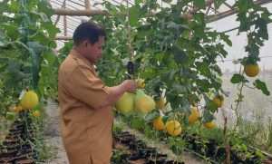 Gunakan Konsep Greenhouse, Perangkat Desa Tanjangawan Sukses Budidaya Melon