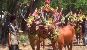 Rayakan Kelulusan Sekolah, Warga Pulau Gili Raja Gelar Kerapan Sapi Hias
