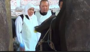 Jelang Idul Adha 2023, Khofifah Pastikan Stok Hewan Kurban di Jatim Aman