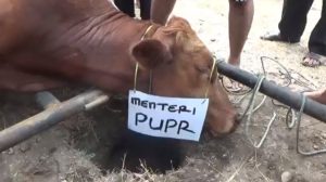 Warga Korban Lumpur Sembelih 2 Ekor Lembu dari Menteri PUPR