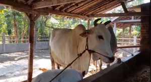 Sapi Unggul Belgian Blue Lebih Rendah Lemak, Peternak Jember Lebih Untung