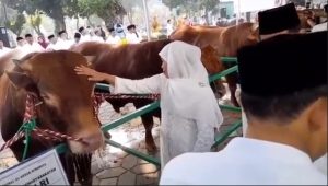 Sapi Presiden Jadi Perhatian Jemaah Shalat Idul Adha di Masjid Al Akbar
