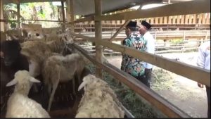 Sambut Idul Adha 2023, LAZISNU Candi Sidoarjo Launching Shelter Hewan Kurban