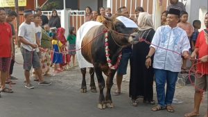 Tradisi Unik Idul Adha, Hewan Kurban Diarak Keliling Kampung