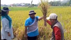 Dana Desa Bisa Dialokasikan untuk Ketahanan Pangan