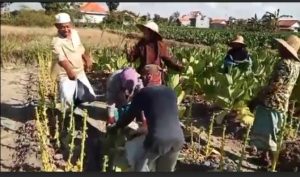 Musim Panen Tembakau, Petani Senang Harga Tembakau Tinggi
