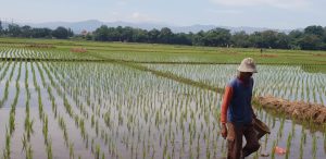 Hari Tani Nasional ke-63: Petani Harus Dijamin Untung