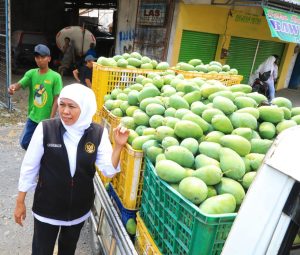 Ketika Musim Mangga Tiba, Saatnya Bernilai Tambah dan Mendunia