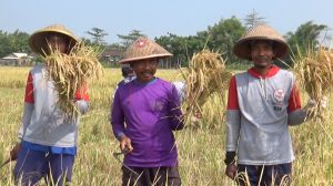 BULOG Terjunkan Mitra Tani Serbu Gabah Petani Lokal
