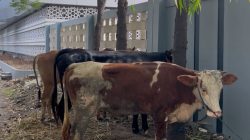 Idul Adha 1446 H, MUI Jatim Sembelih 5 Ekor Sapi