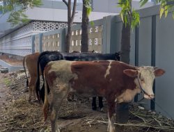 Idul Adha 1446 H, MUI Jatim Sembelih 5 Ekor Sapi