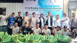 Petani Muda Sukses Bertani Pisang Cavendish, Hingga Tembus Pasar Nasional. Lumajang Siap Jadi Kota Pisang Lagi.