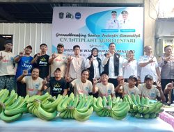 Petani Muda Sukses Bertani Pisang Cavendish, Hingga Tembus Pasar Nasional. Lumajang Siap Jadi Kota Pisang Lagi.