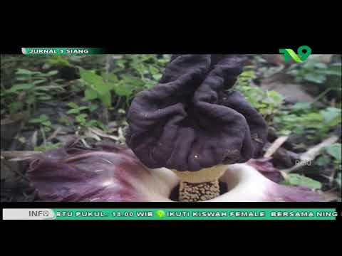 Tanaman Langka Amorphophallus Paeoniifolius Tumbuh Alami di Desa Pagerwesi Bojonegoro
