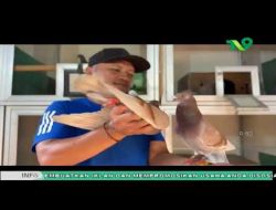Dari Lapangan Hijau ke Kandang Ternak, Mantan Pesepak Bola Asal Pasuruan Raup Jutaan Rupiah